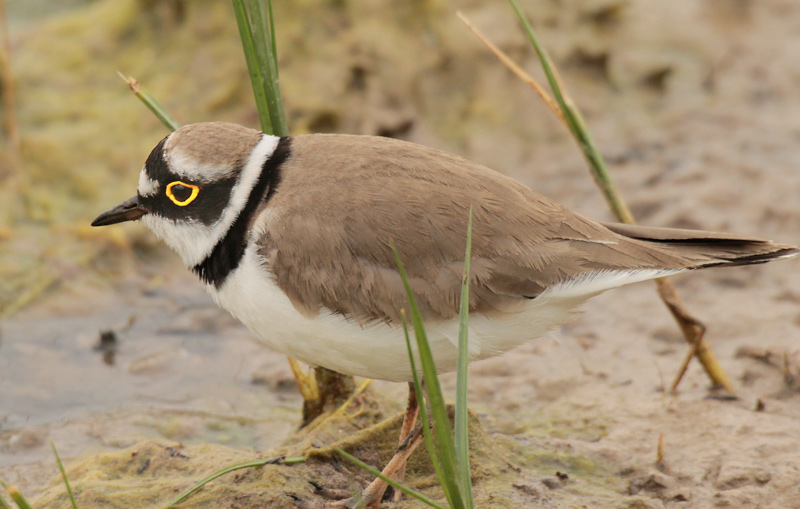 Corriol petit (Charadrius dubius)