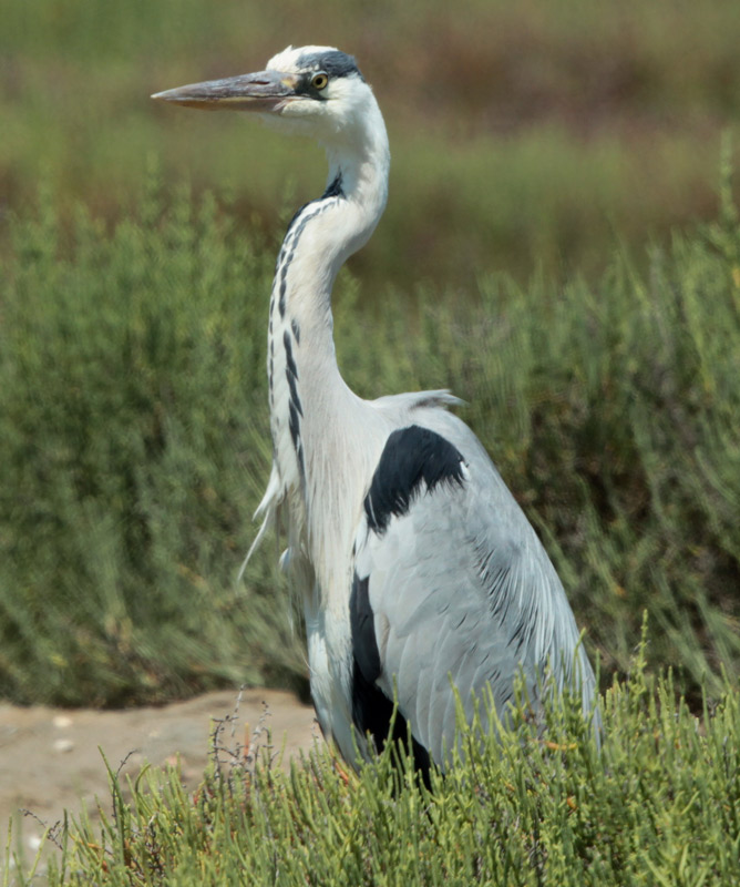 Bernat pescaire.