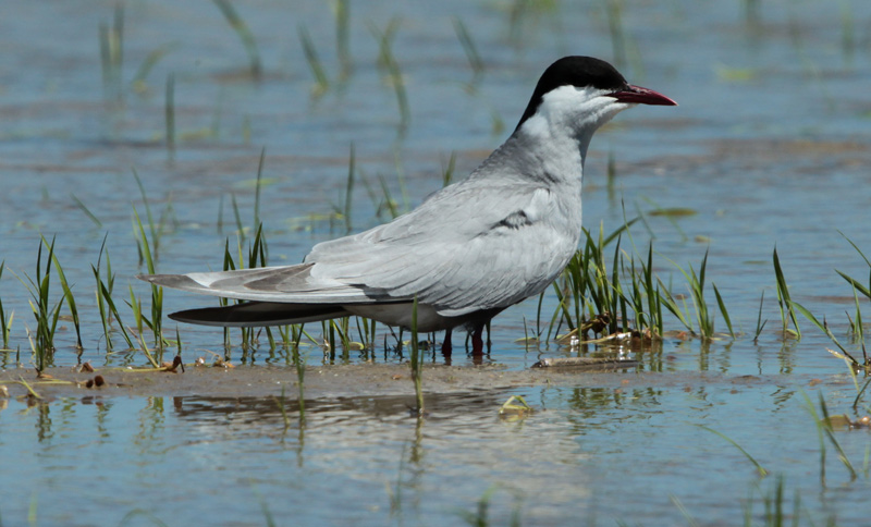 Fumarell carablanc.