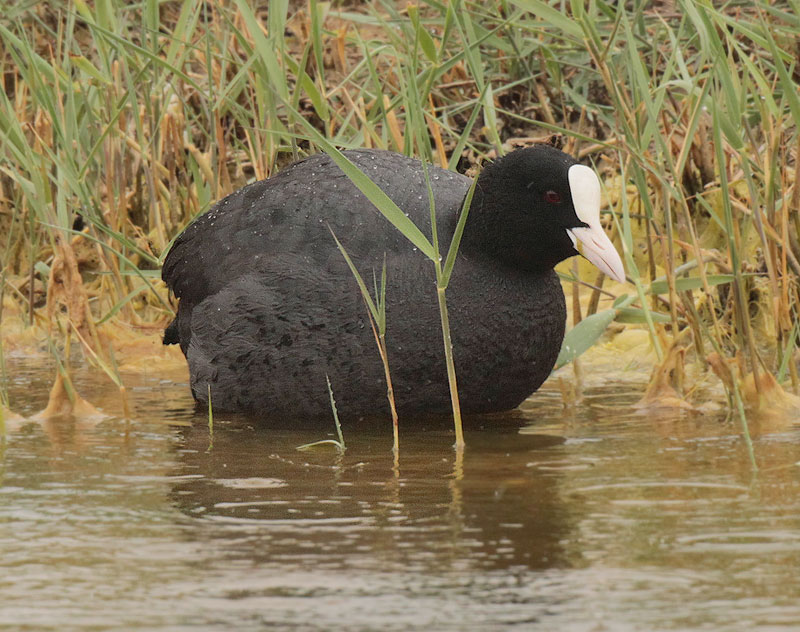 Fotja vulgar (Fulica atra)