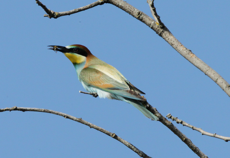 Abellerol (Merops apiaster)