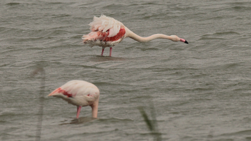 Flamenc rosat (Phoenicopterus roseus)