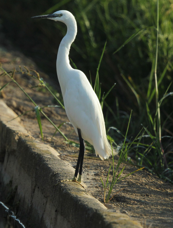 Martinet blanc