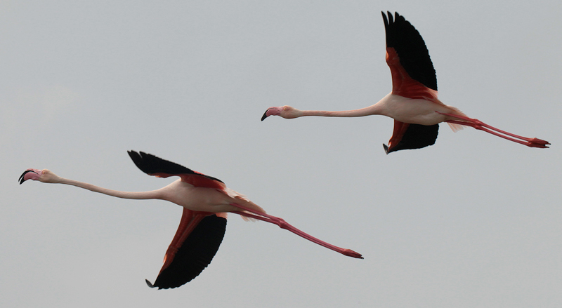 Flamenc rosat (Phoenicopterus roseus)