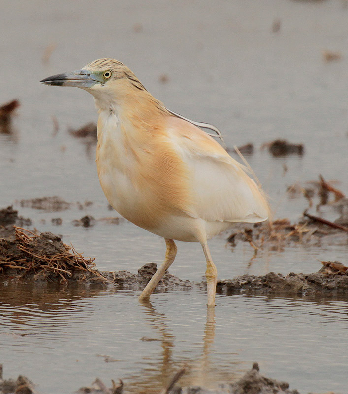 Martinet ros(Ardeola ralloides)