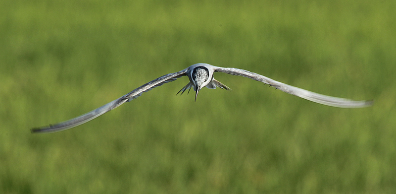 Fumarell carablanc