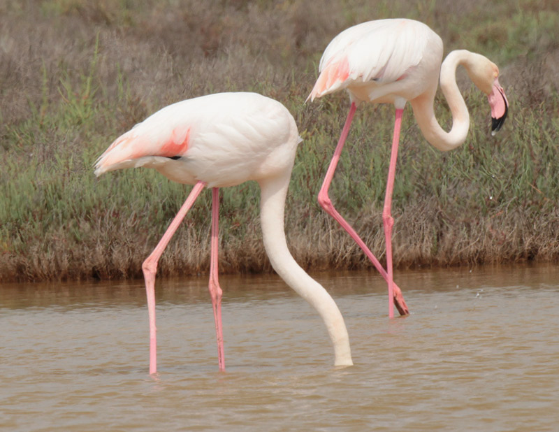 Flamenc rosat (Phoenicopterus roseus)