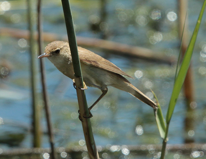 Balquer (Acrocephalus arundinaceus).