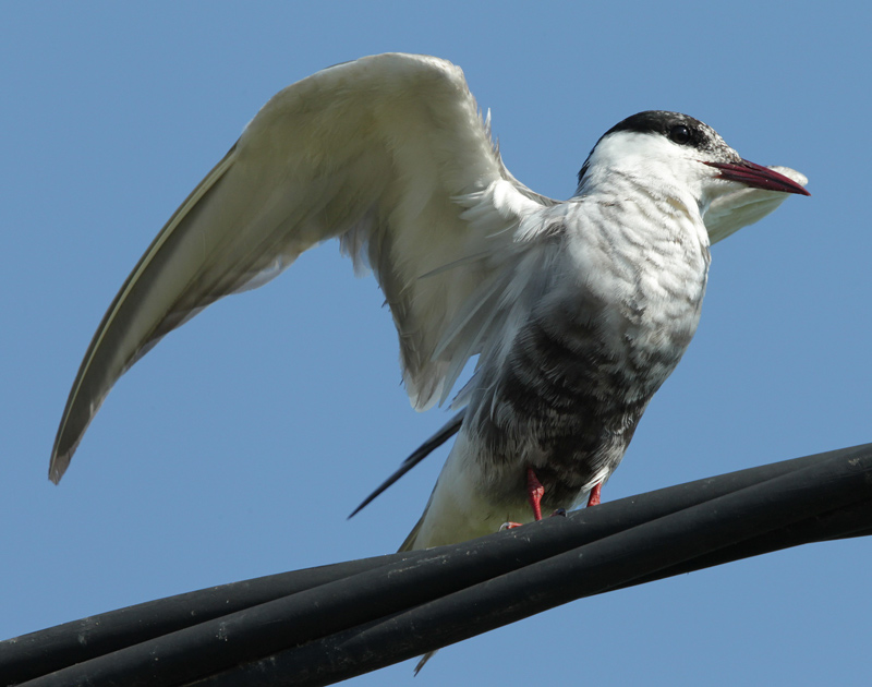 Fumarell carablanc