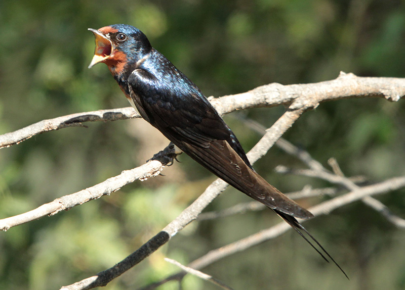 Oreneta vulgar (Hirundo rustica)