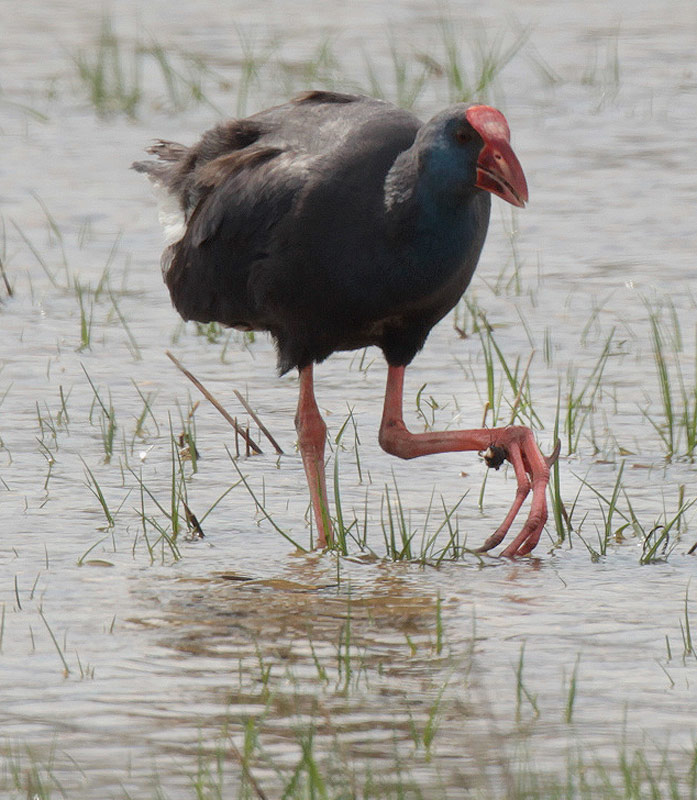 Polla blava (Porphyrio porphyrio)