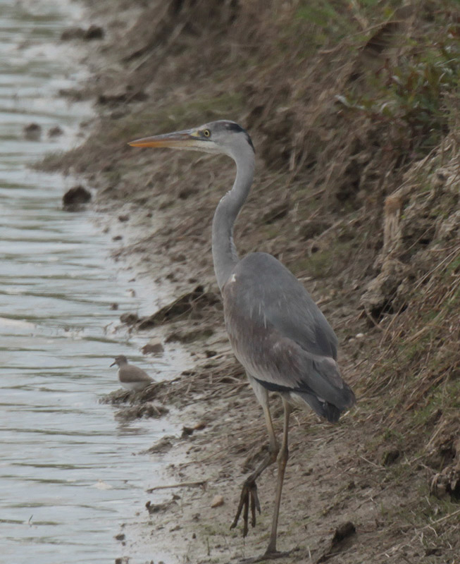 Bernat pescaire (Ardea cinerea)