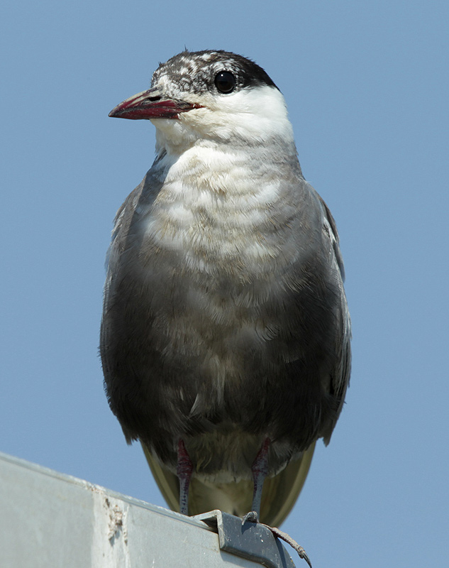 Fumarell carablanc.