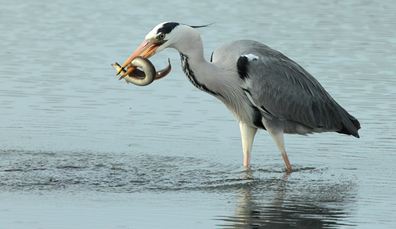 Bernat pescaire  (Ardea cinerea) + anguila.