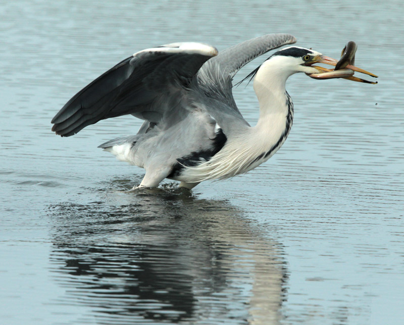 Bernat pescaire  (Ardea cinerea) + anguila.