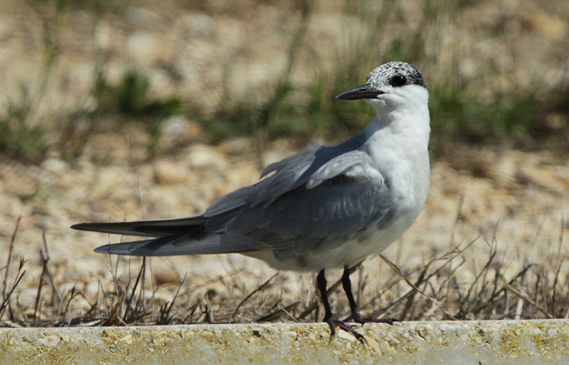 Fumarell carablanc.