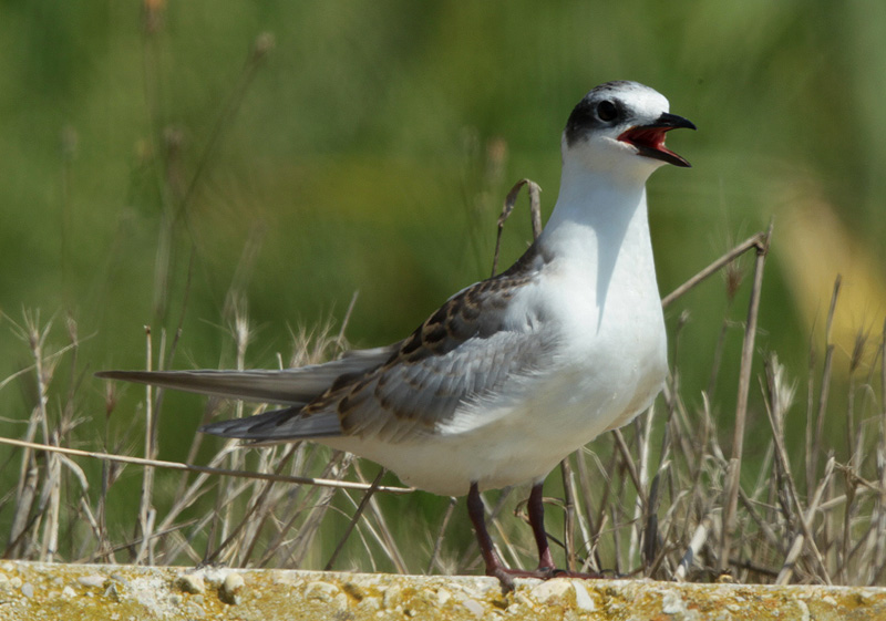 Fumarell carablanc.