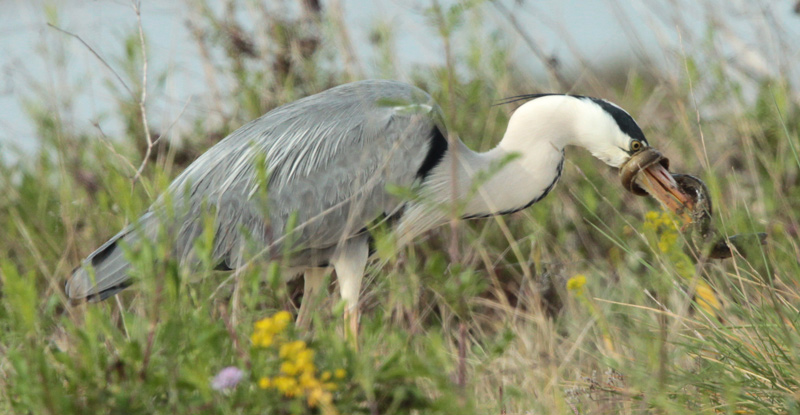 Bernat pescaire  (Ardea cinerea) + anguila.