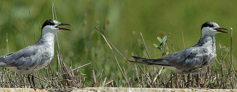 Fumarell carablanc.