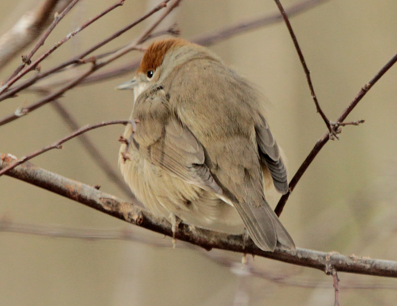 Tallarol de casquet femella (Sylvia atricapilla)