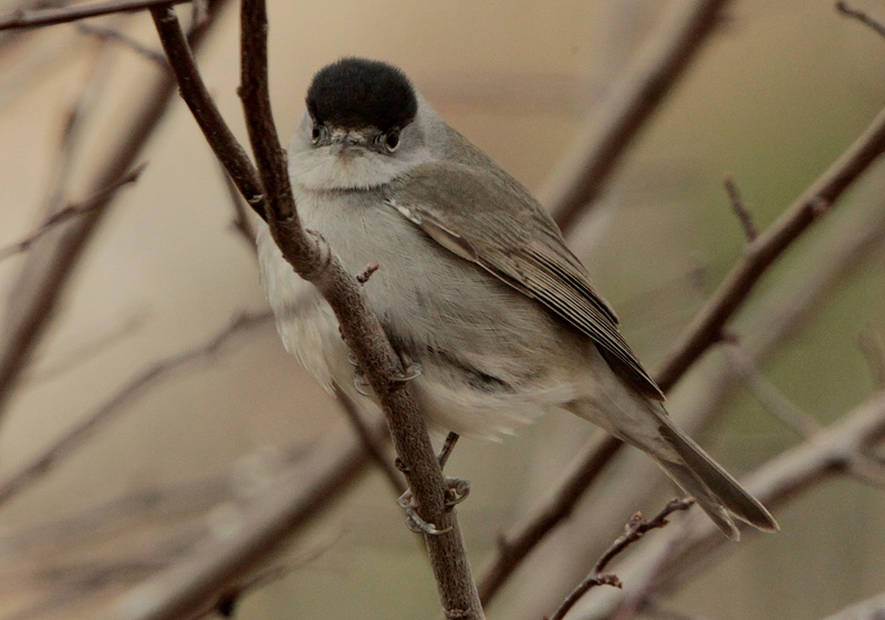 Tallarol de casquet mascle (Sylvia atricapilla)