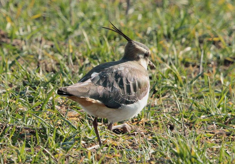 Fredeluga europea (Vanellus vanellus)