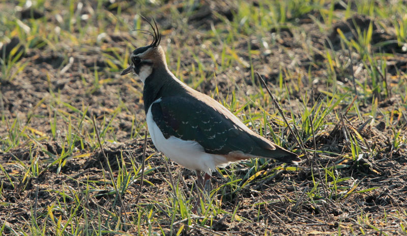 Fredeluga europea (Vanellus vanellus)