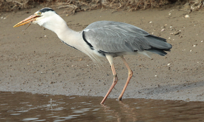 Bernat pescaire  (Ardea cinerea) + anguila.