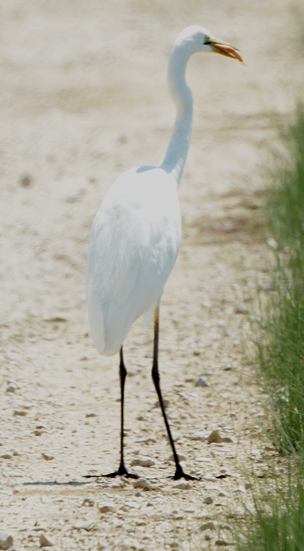 Agró blanc.