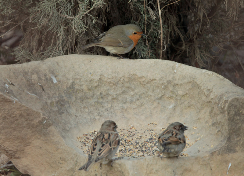 Pit-roig (Erithacus rubecula)