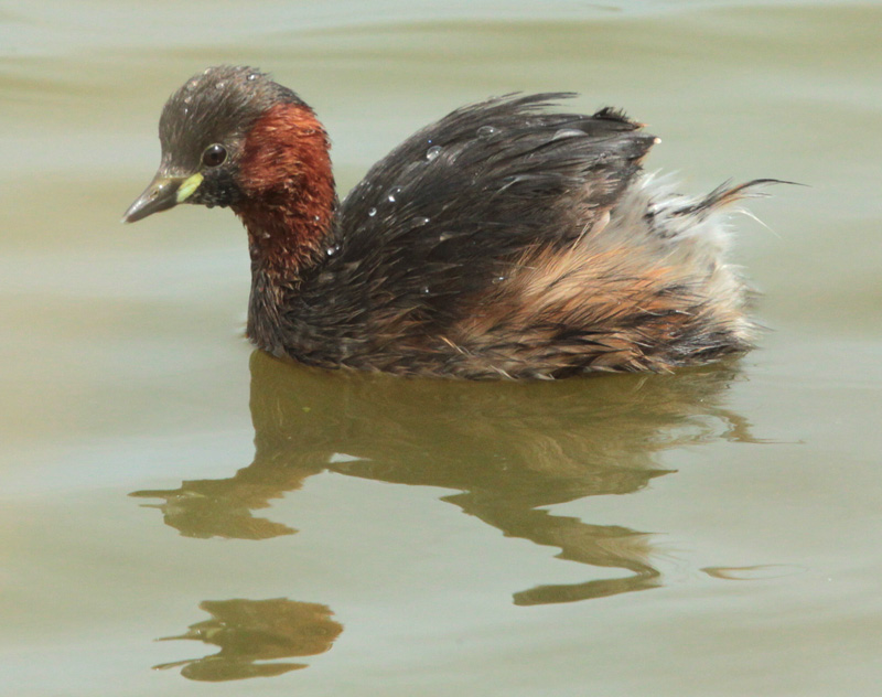 Cabusset (Tachybaptus ruficollis) Podicipedidae.