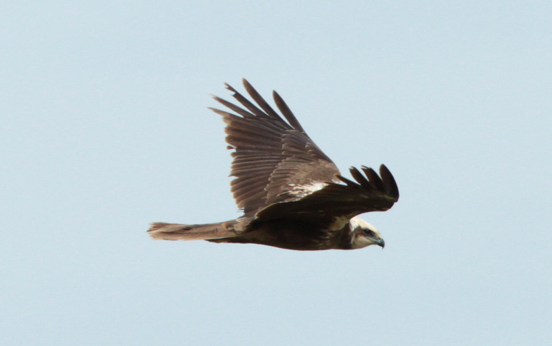 Arpella vulga.