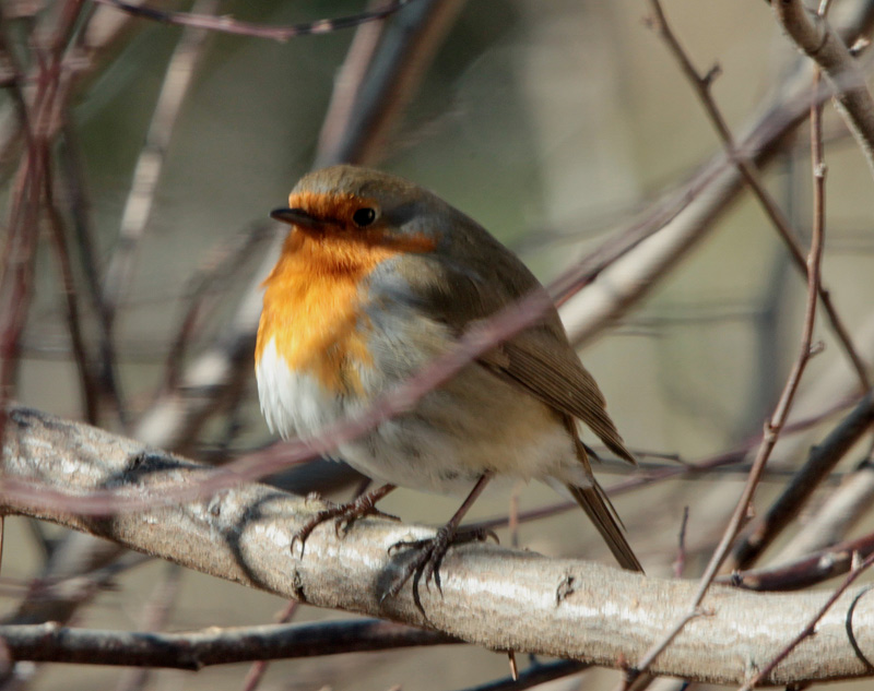 Pit-roig (Erithacus rubecula)