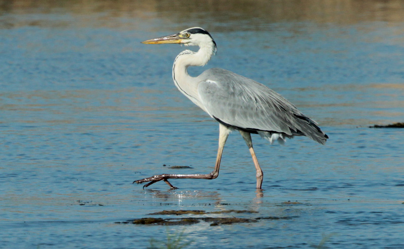 Bernat pescaire.