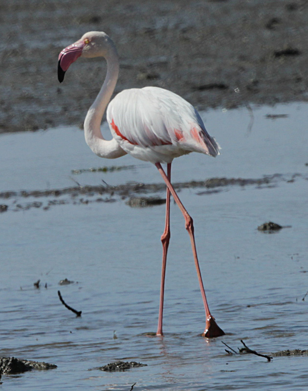 Flamenc rosat (Phoenicopterus roseus).