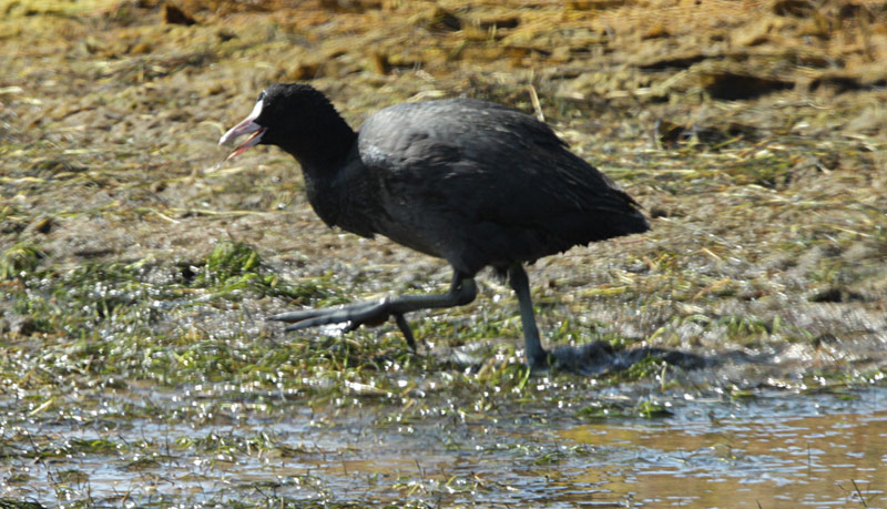 Fotja vulgar (Fulica atra).