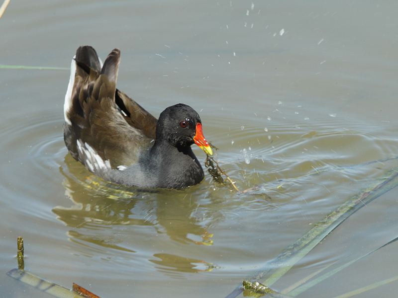 Polla d'aigua (Gallinula chloropus)