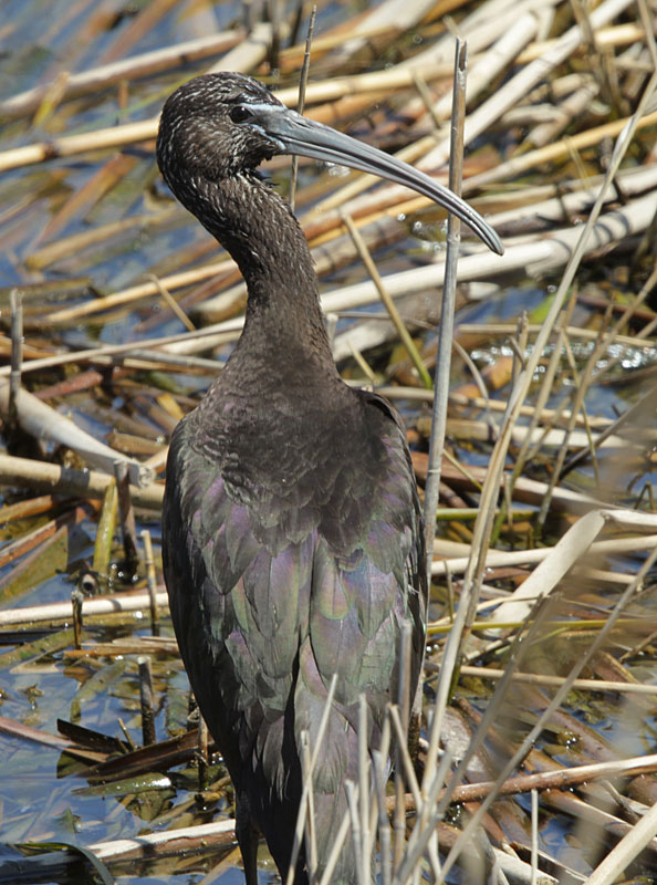 Capó reial (Plegadis falcinellus).