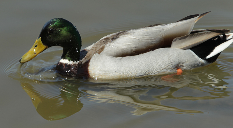 Ànec collverd (Anas platyrhynchos).