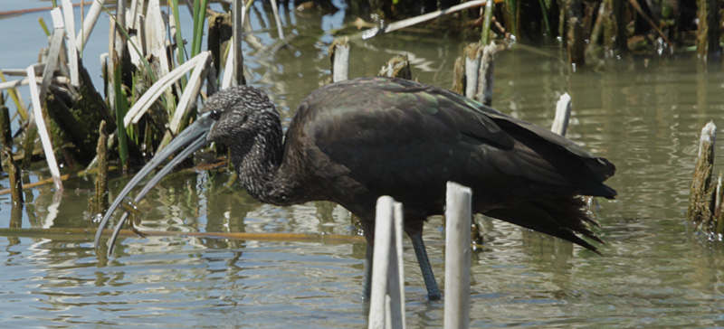 Capó reial (Plegadis falcinellus).