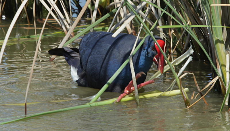 Polla blava (Porphyrio porphyrio).