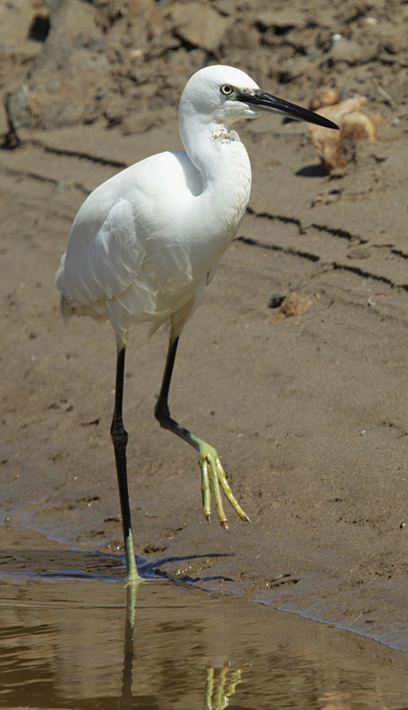 Martinet blanc (Egretta garzetta).