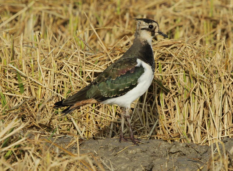 Fredeluga europea.