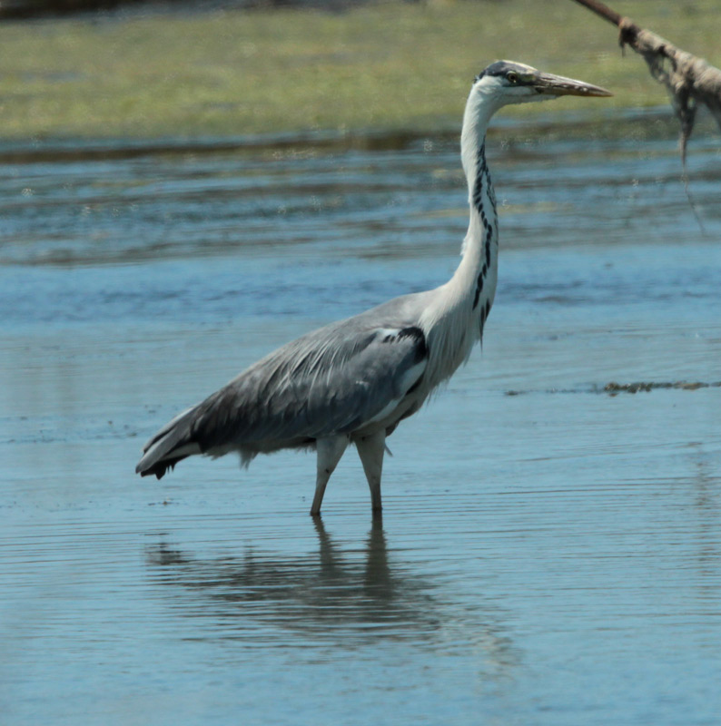 Bernat pescaire.