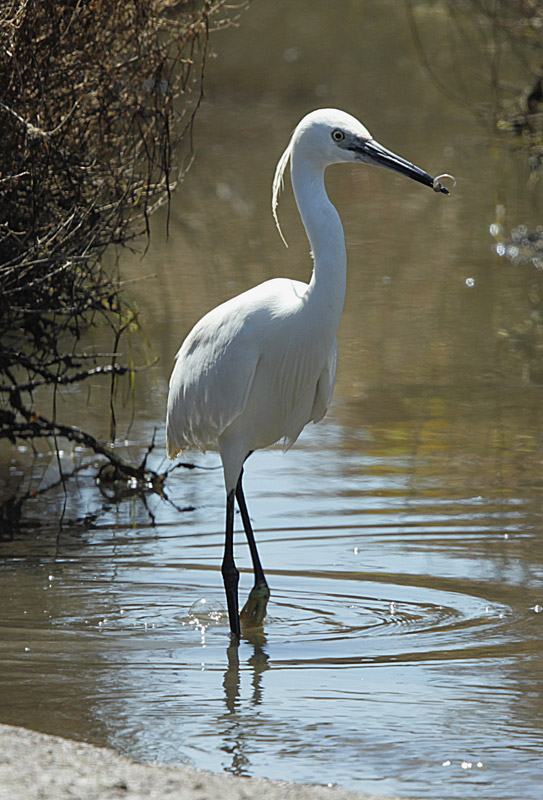 Martinet blanc (Egretta garzetta).