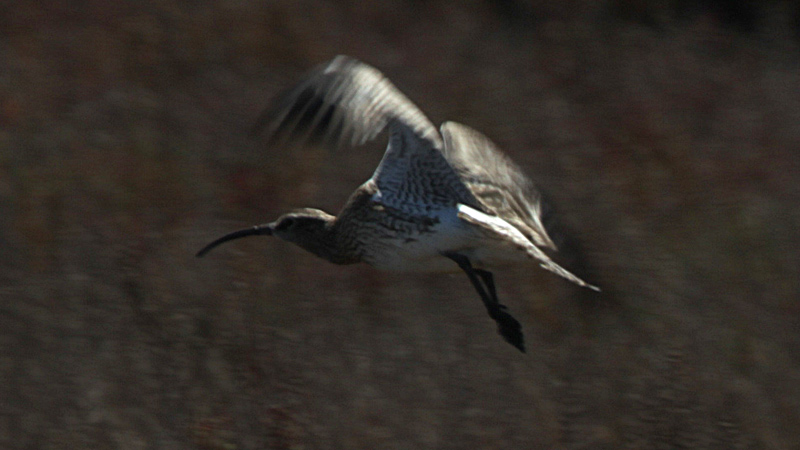 Polit cantaire (Numenius phaeopus).