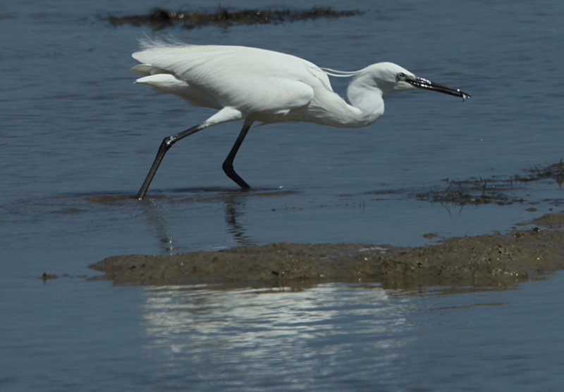 Martinet blanc (Egretta garzetta).