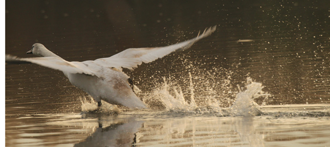 Cigne mut (Cygnus olor)