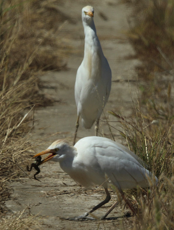 Esplugabous (Bubulcus ibis).