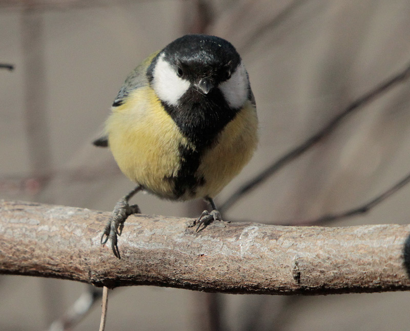 Mallerenga carbonera  (Parus major)